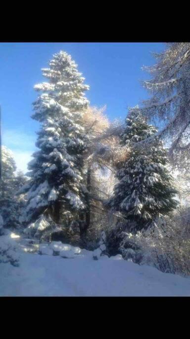 The Beeches Studio, Highlands Of Scotland ニュートンモア エクステリア 写真